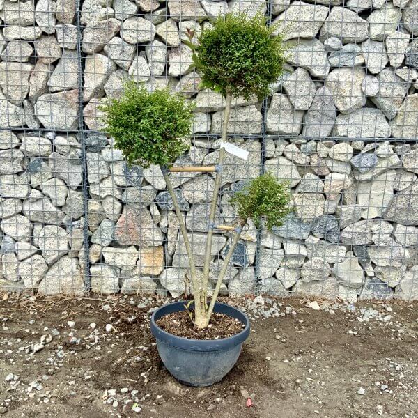 Ligustrum Delavayanum Trio Pom Poms G923 - 1EA5EC3D 8A38 45BB AC37 7F563BC1AE90 scaled