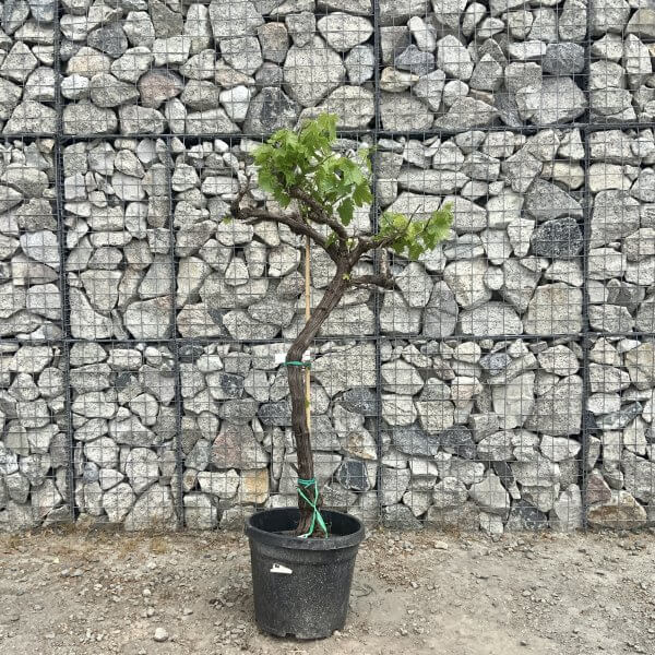 Grape Vine (Vitis Aledo) Gnarled Trunk Large G884 (deciduous) - 1ED851DD 9F7E 4A33 BAE7 62BAC40EA130 scaled