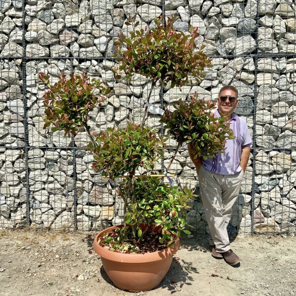 Photinia Nana (Little Red Robin) Pom Pom G903 ) - 28F6C137 A4A3 4AA7 972C 5258AC516759 scaled