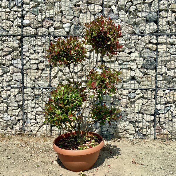 Photinia Nana (Little Red Robin) Pom Pom G904 - 2D9687CA 7017 4934 97C8 A7BB5223F947 scaled