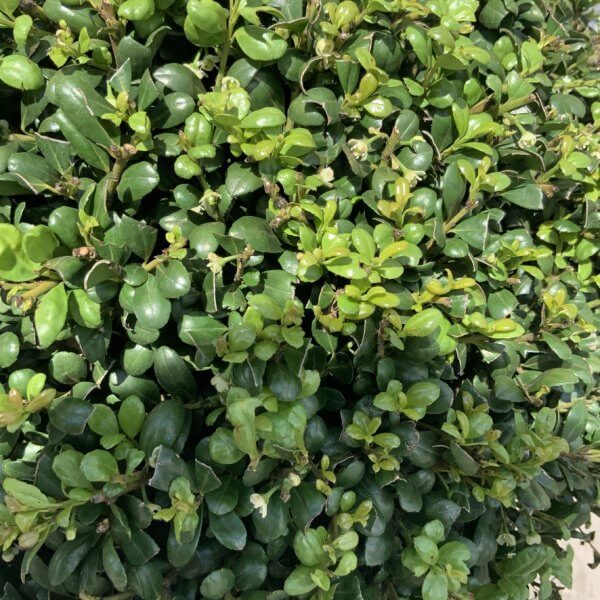 Ilex Crenata Ball 38cm + - 2F172FD6 3E5A 4C72 9AEE 9BC5052A06F9 1 105 c