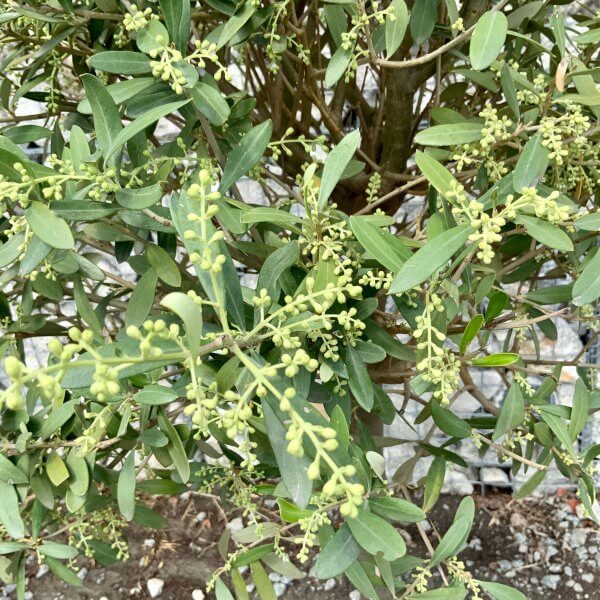 Tuscan Olive Tree Open Crown (Single) 1.70 - 1.90 M - 3