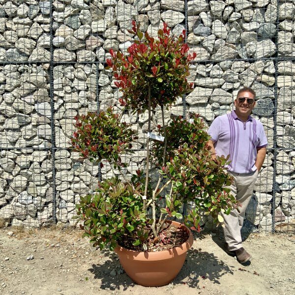 Photinia Nana (Little Red Robin) Pom Pom G900 - 337920B9 D5D1 4162 BFCC B7089D55C5DC scaled