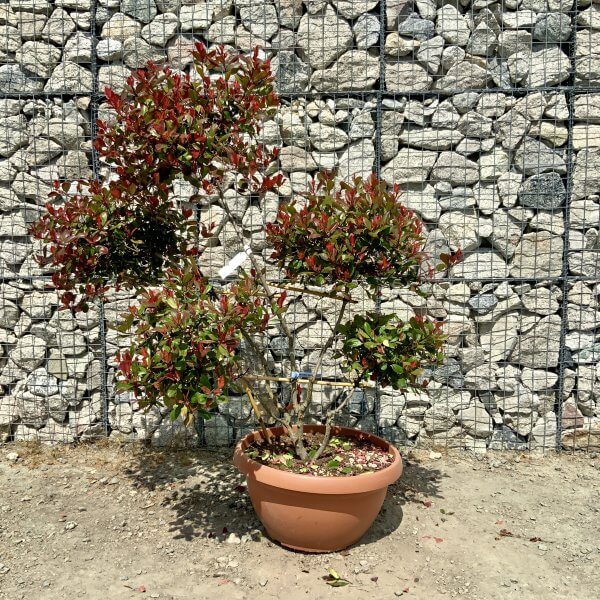 Photinia Nana (Little Red Robin) Pom Pom G906 - 387FB82F 7BEE 49FA 961F C9A5AEB635F6 scaled