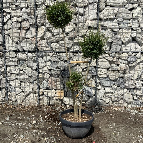 Ligustrum Delavayanum Trio Pom Poms G909 - 392C4A28 61ED 4254 8B62 9F831AF56EFA scaled