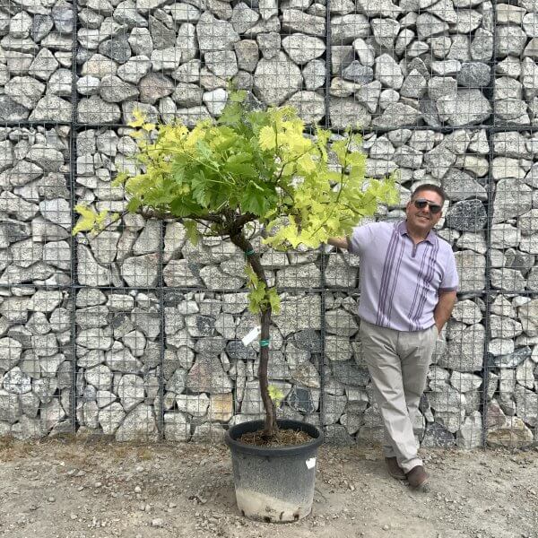 Grape Vine (Vitis Aledo) Gnarled Trunk Large G880 (deciduous) - 399D68DA 08C8 49DD AA62 553EA3188FBA scaled
