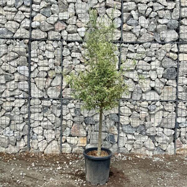 Tuscan Olive Tree Open Crown (Single) 1.70 - 1.90 M - 4