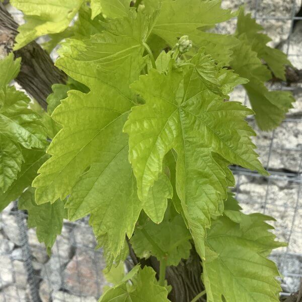 Grape Vine (Vitis Aledo) Gnarled Trunk Large G875 (deciduous) - 4187FCF9 A944 4D63 A4A5 08103CC247B6 1 105 c