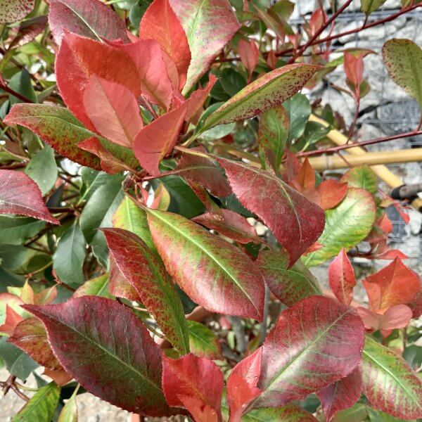 Photinia Nana (Little Red Robin) Pom Pom G903 ) - 44E15356 F2EA 42D6 B479 4062DD9F3DCA scaled