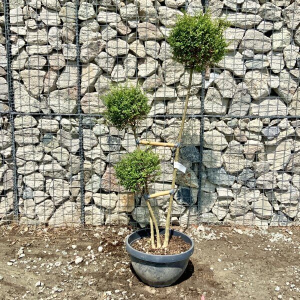 Ligustrum Delavayanum Trio Pom Poms G916 - 460BBC17 433A 4D9A 91D6 9879ED49492D scaled