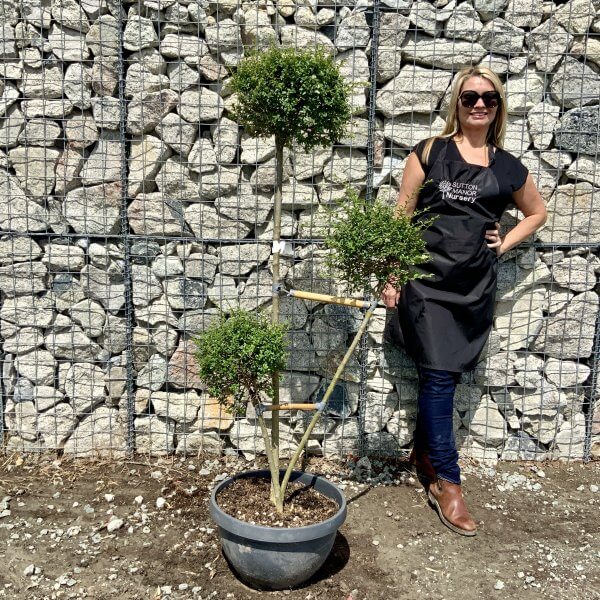 Ligustrum Delavayanum Trio Pom Poms G920 - 4F98140C 58EA 4250 BB33 2274D429AF06 scaled