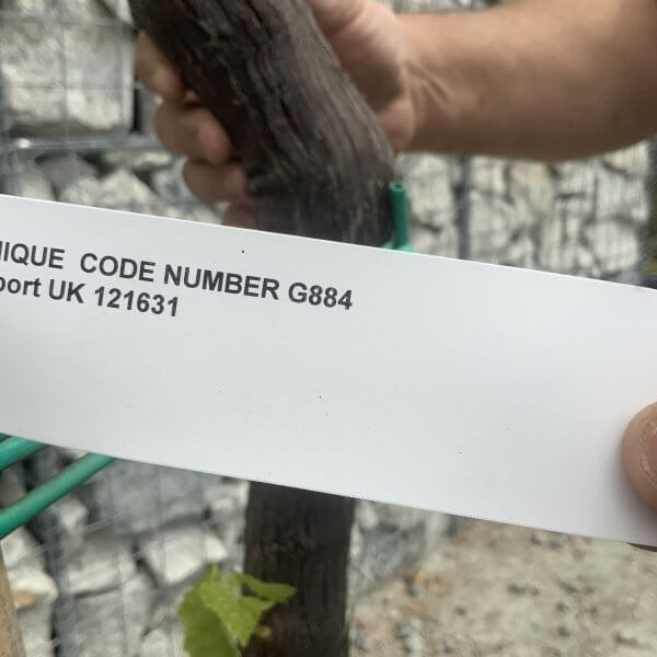 Grape Vine (Vitis Aledo) Gnarled Trunk Large G884 (deciduous) - 50A97192 1056 47D3 BBAA BE15C80AC454 scaled