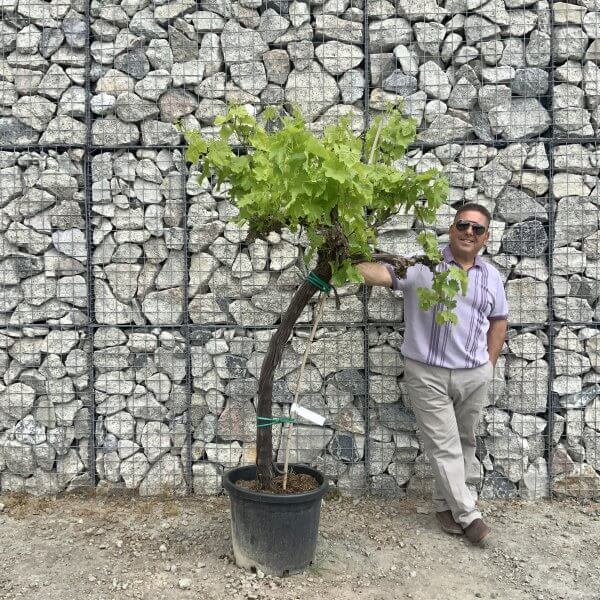 Grape Vine (Vitis Aledo) Gnarled Trunk Large G876 (deciduous) - 559375B9 3404 43E1 A1D5 17F9C9549A9A scaled