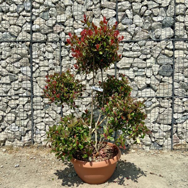 Photinia Nana (Little Red Robin) Pom Pom G900 - 573DD4C7 8046 4BF9 A82A 90B71F388DEF scaled