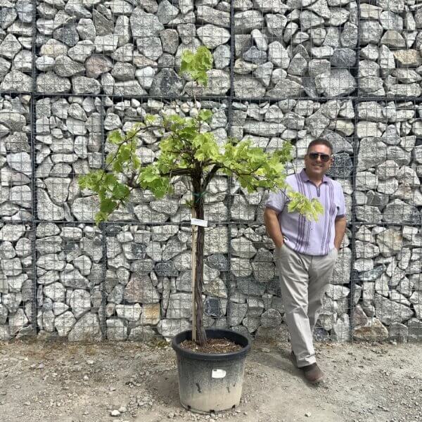 Grape Vine (Vitis Aledo) Gnarled Trunk Large G890 (deciduous) - 5A3FF98F A847 4810 B916 0F01D0F4DEC1 1 105 c