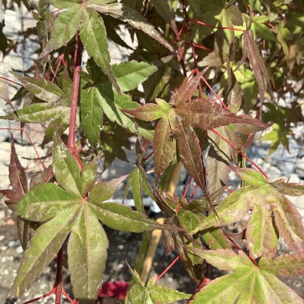 Acer Palmatum Dissectum Garnet (Japanese Maple Tree) Beni-Maiko - 5BB03829 1563 4FF1 9839 BD16F5A3E2B3 1 105 c