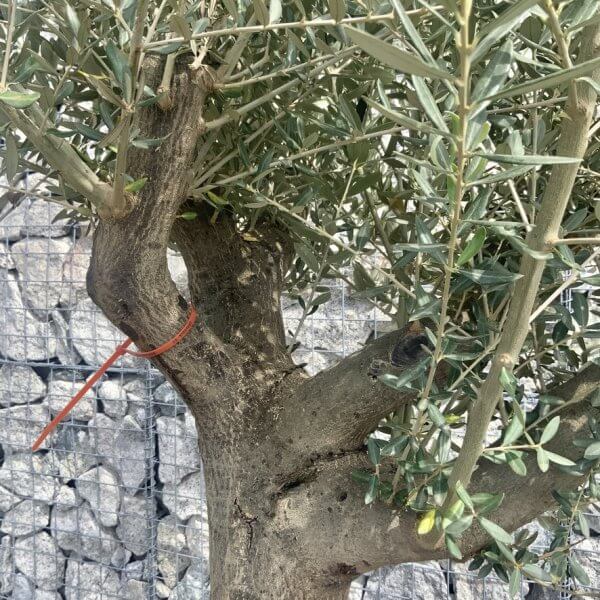 Tuscan Olive Tree (Chunky Trunk Multi Stem) XXL G647 - 5C571C6D 1EC6 48DC 993B 34C6D286C90F 1 105 c