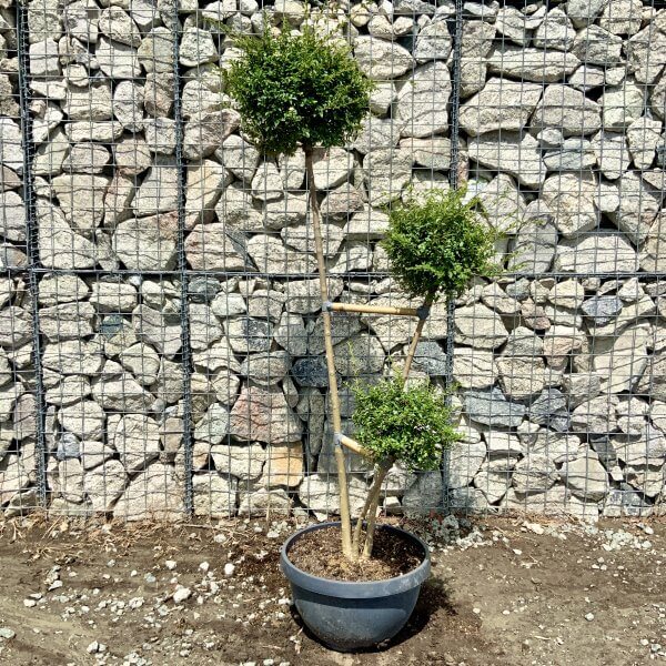 Ligustrum Delavayanum Trio Pom Poms G914 - 5E3B3DE4 F39C 4250 9105 C2AAFA42DBE7 scaled