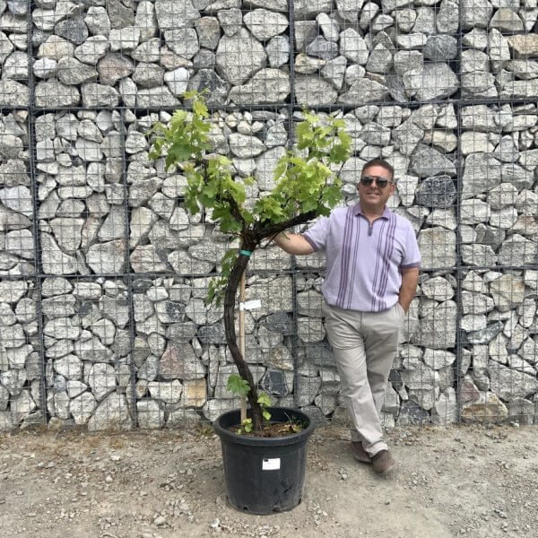 Grape Vine (Vitis Aledo) Gnarled Trunk Large G895 (deciduous)