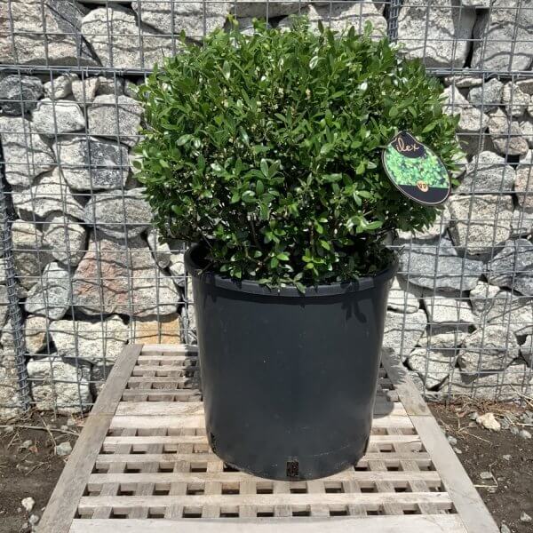 Ilex Crenata Ball 35cm + - 61A3A3F4 D36D 4E45 8967 DBC315C23E79 1 105 c