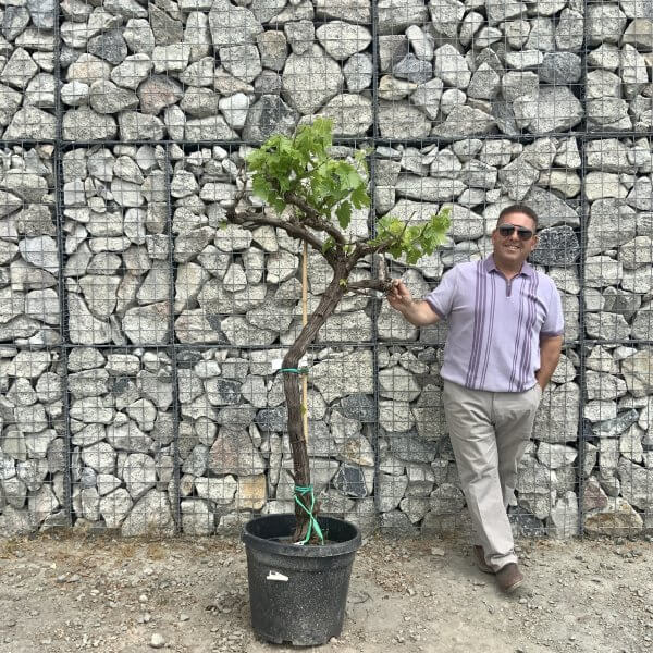 Grape Vine (Vitis Aledo) Gnarled Trunk Large G884 (deciduous) - 69F96248 02B8 4851 8764 6FB48E298F47 scaled