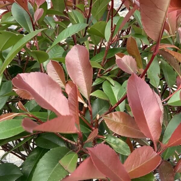 Photinia Red Robin Fraseri (Twisted Stem) 1.90 - 2.10 M - 6CCF2DDA 7272 4A6C BF81 399494208535 1 105 c