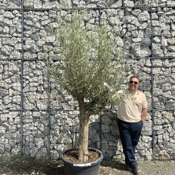 Tuscan Olive Tree (Chunky Trunk Multi Stem) XXL G647 - 70D20586 4129 4112 98D8 2D1DECD0C776 1 105 c