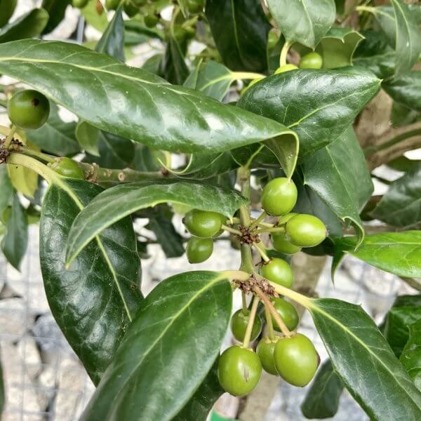 Holly Ilex Nellie R Stevens Half Standard 1.80 - 1.90M - 741B80E3 98C4 4DF3 A25F FCEC6CFEC69E 1 105 c