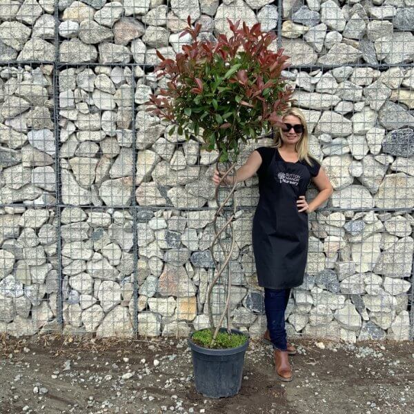 Photinia Red Robin Fraseri (Twisted Stem) 1.90 - 2.10 M - 7E9E22D9 E3C2 46D6 8EF2 2F4DD8DF91D1 1 105 c