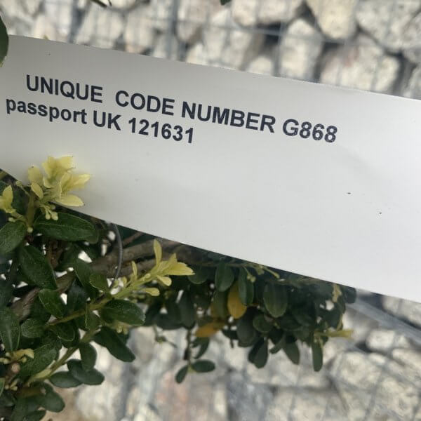 Ilex Crenata Kinme Cloud Tree G868 - 7ECCC0E6 6F18 4E30 B484 365BF45739E4 1 105 c