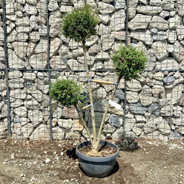 Ligustrum Delavayanum Trio Pom Poms G913 - 83E4A7C1 D407 48EF ADC4 B8F2F7AE8F10 scaled