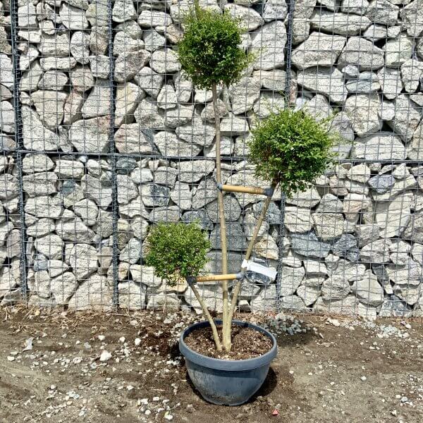 Ligustrum Delavayanum Trio Pom Poms G911 - 8A0ABDC2 F3B3 406C 8DEB ABFEB873CA7B scaled