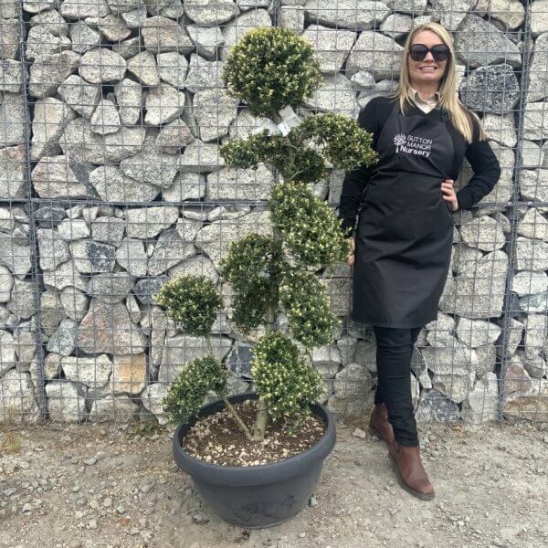 Ilex Crenata Kinme Cloud Tree G869 - 93CF8E37 408B 4852 930D 16CEAFF085BE 1 105 c