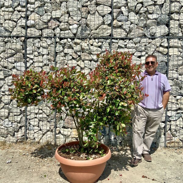 Photinia Nana (Little Red Robin) Pom Pom G899 - 962EE56C 8159 42F1 8198 823A0DF9B0BD scaled