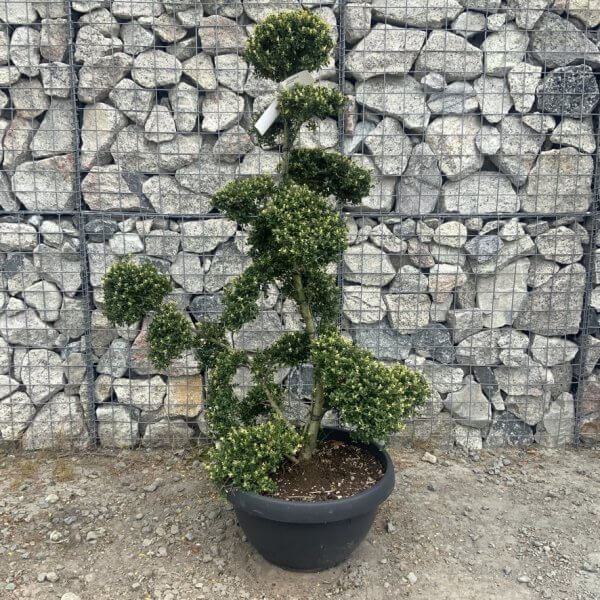 Ilex Crenata Kinme Cloud Tree G868 - 9836A6EB DCA0 4F3B 89C4 B106894DCCAF 1 105 c