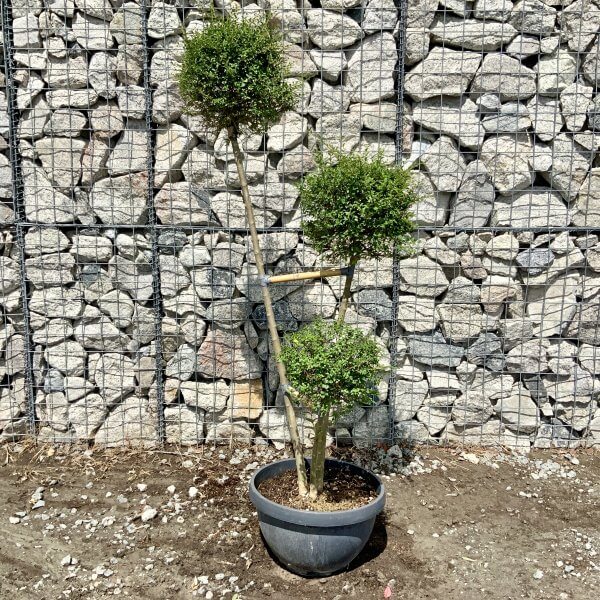 Ligustrum Delavayanum Trio Pom Poms G919 - 988DA61E 6BEF 49C4 B3B0 3A482D9A0D49 scaled