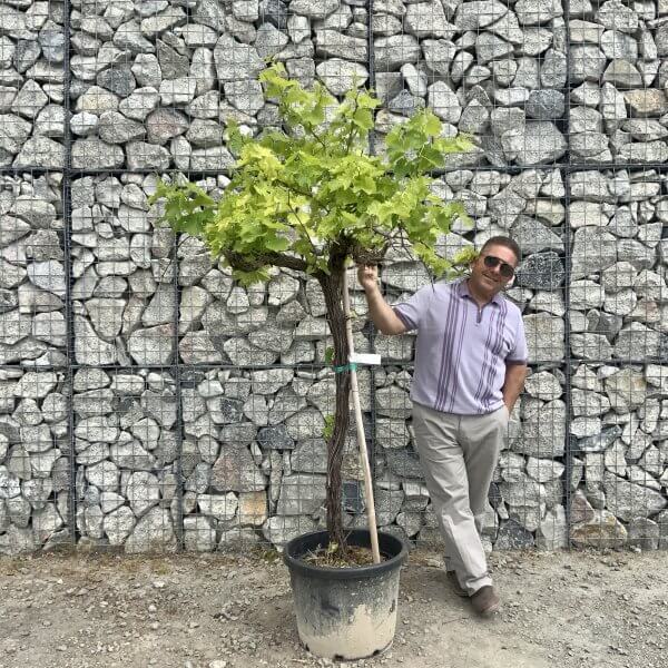 Grape Vine (Vitis Aledo) Gnarled Trunk Large G887 (deciduous) ) - 9A69A554 71EB 48E4 9AB3 7D148B1DD520 scaled