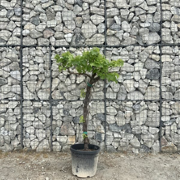 Grape Vine (Vitis Aledo) Gnarled Trunk Large G883 (deciduous) - 9CEBAB1B 20C8 4948 A04C F3D99AD37531 scaled