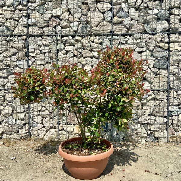 Photinia Nana (Little Red Robin) Pom Pom G899 - 9DFC6A72 23C4 452D 9509 755693EB1FD1 scaled