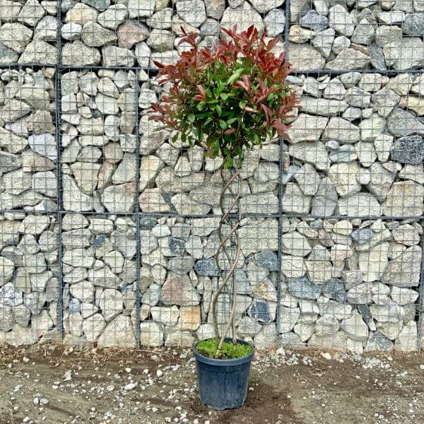 Photinia Red Robin Fraseri (Twisted Stem) 1.90 - 2.10 M - A0B9F4A0 2FF2 40F4 B759 C19288A6905A 1 105 c