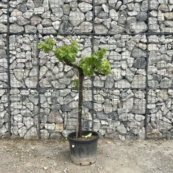 Grape Vine (Vitis Aledo) Gnarled Trunk Large G896 (deciduous) - A9E52807 EC29 4A19 A350 3B77D28E5D0F 1 105 c