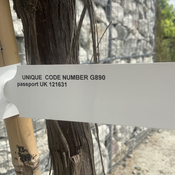 Grape Vine (Vitis Aledo) Gnarled Trunk Large G890 (deciduous) - AC3CAB61 50D4 4342 BDE2 2F31FF89925D 1 105 c