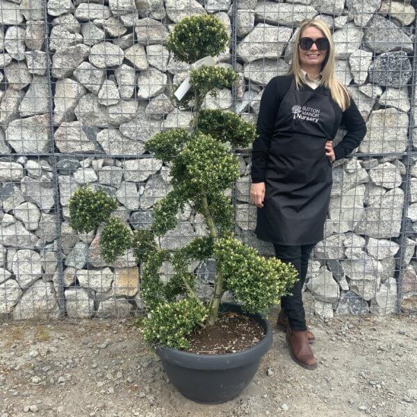 Ilex Crenata Kinme Cloud Tree G868 - B395CDD9 5E4F 4EF2 BB63 98162999FE4F 1 105 c