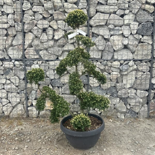 Ilex Crenata Kinme Cloud Tree G873 - B42A33FD CF1E 4760 A186 5791E98D4DB8 1 105 c