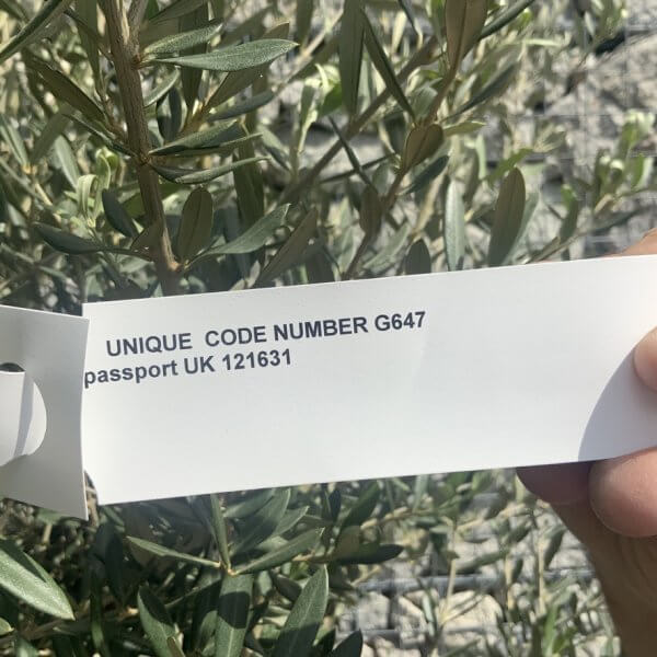Tuscan Olive Tree (Chunky Trunk Multi Stem) XXL G647 - B444A62B 6DEA 4932 9829 82595DAC1420 1 105 c