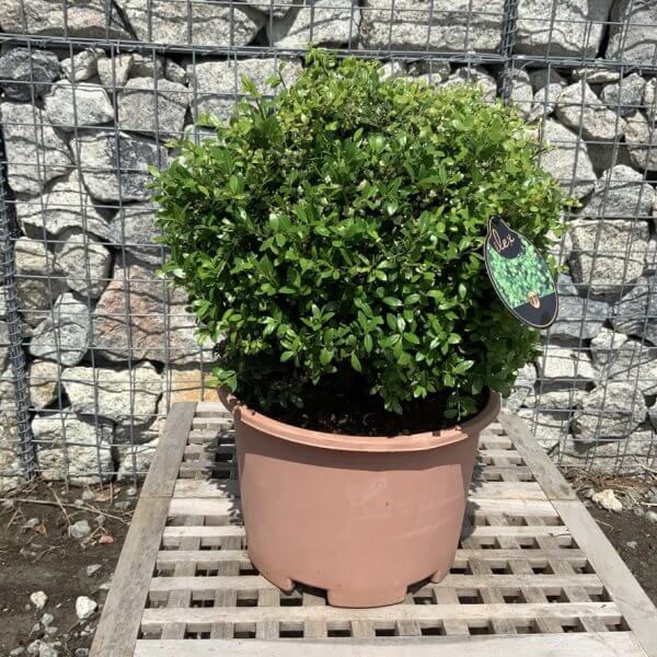 Ilex Crenata Ball 32-35cm - B98BC4F3 E8BF 417D 82A9 35412772AAD9 1 105 c