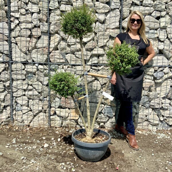 Ligustrum Delavayanum Trio Pom Poms G913 - BADD89E8 8754 4F5C 8DB2 6C3B7119A924 scaled