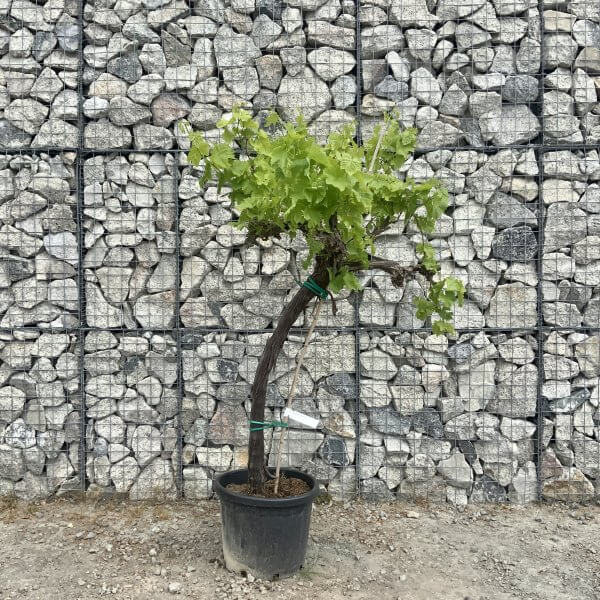 Grape Vine (Vitis Aledo) Gnarled Trunk Large G876 (deciduous) - BAEF30C8 55EE 4BDC 8C8C F39F680AD595 scaled