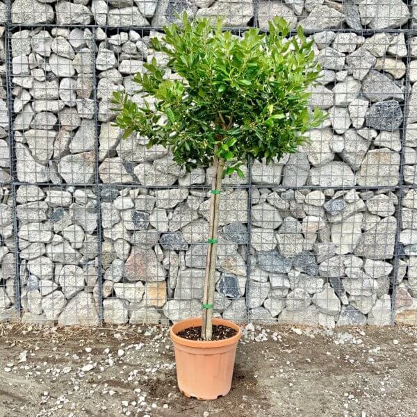 Holly Ilex Nellie R Stevens Half Standard 1.80 - 1.90M - BC32FBF1 7EA8 4F95 9F5A 5414EEA820BD 1 105 c