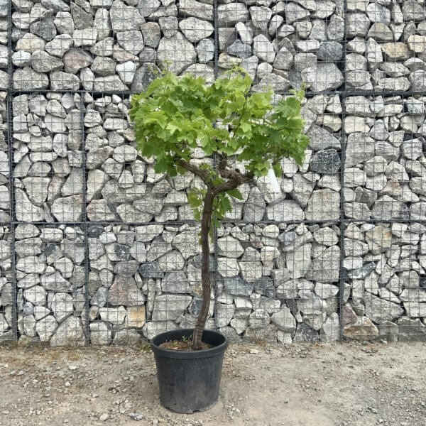 Grape Vine (Vitis Aledo) Gnarled Trunk Large G894 (deciduous) - C11E9BAA 57F2 4FB1 8E09 C17A44091F13 1 105 c